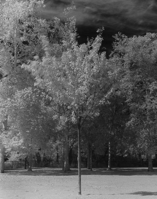 Infrared with IR950 Filter